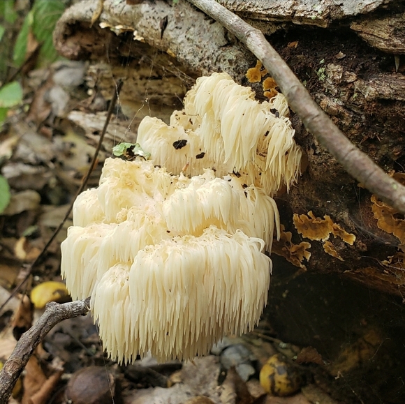 🌹Live with LoVe🌹 - Picture 5 of 10